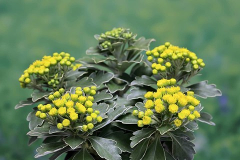 Gold-and-silver chrysanthemum (Chrysanthemum pacificum), flowering, Germany