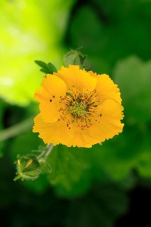 Yellow carnation root (Geum hybride), flowering, flower, Ellerstadt, Germany