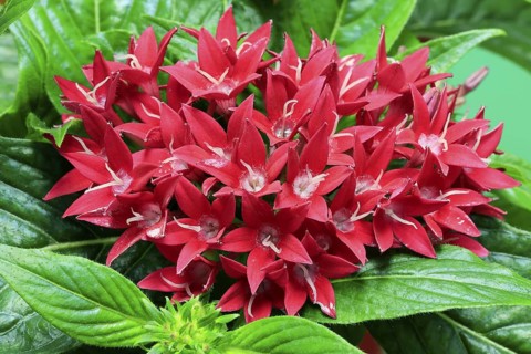 Pentas lanceolata, flowering, Germany