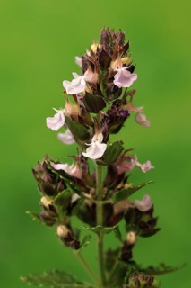 Edel-Gamander (Teucrium chamaedrys), flowering, Germany