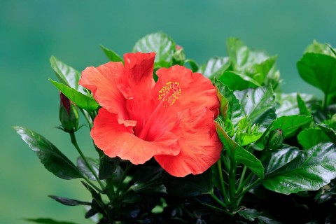 Chinese hibiscus (Hibiscus rosa-sinensis), flowering, Germany
