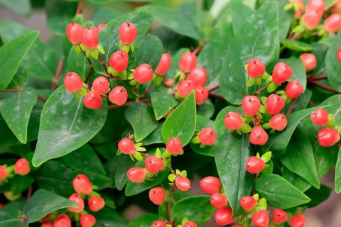 St John's wort (Hypericum androsaemum), man's blood, fruits, Germany