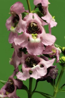 Angelonia (Angelonia angustifolia), flowering, Germany