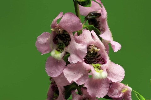 Angelonia (Angelonia angustifolia), flowering, Germany