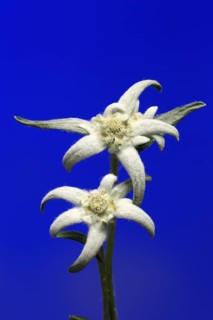 Alpine edelweiss (Leontopodium alpinum), Leontopodium nivale subsp. alpinum), flowering, Germany