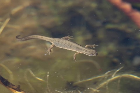 Smooth or Common newt (Lissotriton vulgaris) adult amphibian swimming in a pond, England, United