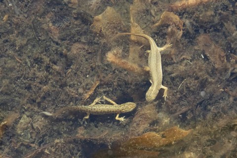 Smooth or Common newt (Lissotriton vulgaris) adult male and female amphibians in a pond, England,