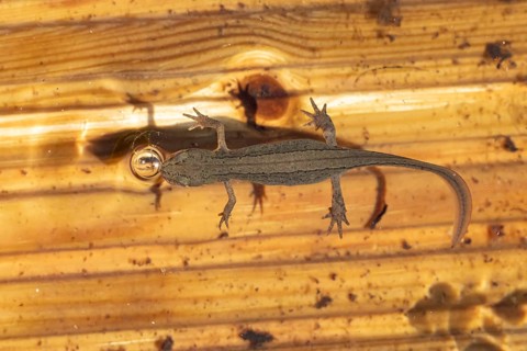 Smooth or Common newt (Lissotriton vulgaris) adult amphibian coming up to breath air from the water