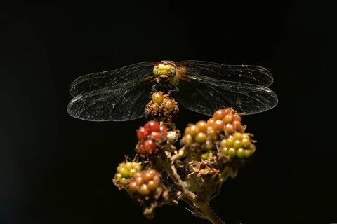 Common darter dragonfly (Sympetrum striolatum) adult insect resting on a blackberries in summer,