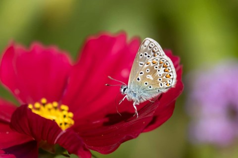 Common blue butterfly (Polyommatus icarus) adult insect on a Cosmos garden flower in summer,