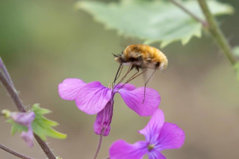 Bee fly (Bombylius major) adult insect feeding on Honesty flowers in spring, England, United