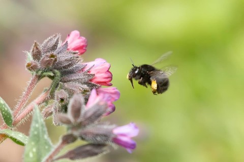Ashy mining bee (Andrena cineraria) adult insect flying towards a garden flower in spring, England,