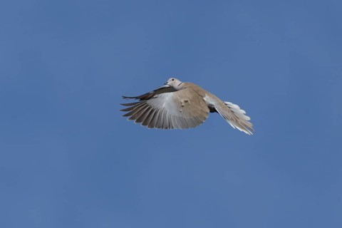 Collared dove (Streptopelia decaocto) adult bird in flight, England, United Kingdom