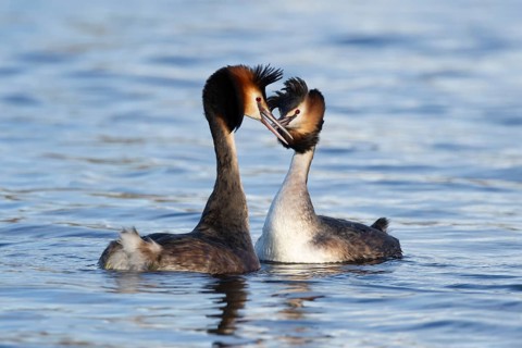 Great crested grebe (Podiceps cristatus) two adult birds on water of a lake performing their