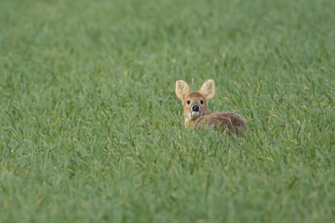 Chinese water deer (Hydropotes inermis) adult animal sitting in a farmland cereal field, England,
