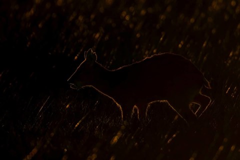 Chinese water deer (Hydropotes inermis) silhouette of an adult animal backlite in a fenland field