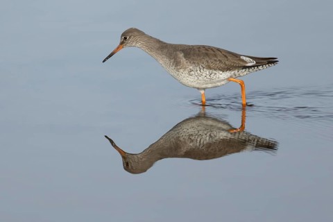 Common redshank (Tringa totanus) adult wading bird in water of a coastal lagoon, England, United