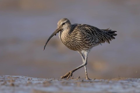 Eurasian curlew (Numenius arquata) adult wading bird walking on a mudflat, England, United Kingdom