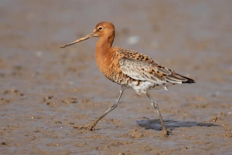 Black tailed godwit (Limosa limosa) adult male wading bird in summer plumage on a coastal mudflat,