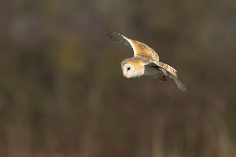Barn owl (Tyto alba) adult bird in flight hunting over a farmland field, England, United Kingdom