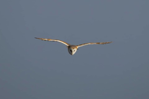Barn owl (Tyto alba) adult bird in flight, England, United Kingdom