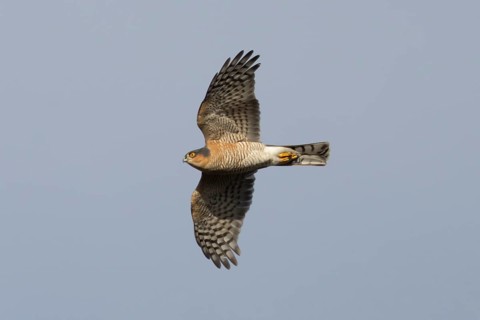Eurasian sparrowhawk (Accipiter nisus) adult male bird of prey flying, England, United Kingdom