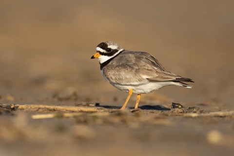 Ringed plover (Charadrius hiaticula) adult wading bird on a beach, England, United Kingdom