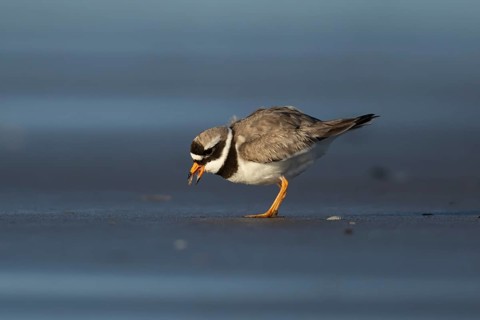 Ringed plover (Charadrius hiaticula) adult wading bird feeding on a beach, England, United Kingdom