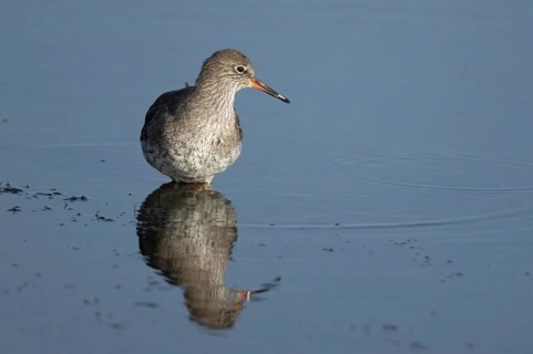 Common redshank (Tringa totanus) adult wading bird in water of a shallow lagoon, England, United