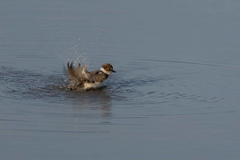 Little ringed plover (Charadrius dubius) adult wading bird bathing in water of a shallow coastal