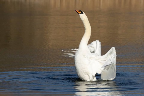 Mute swan (Cygnus olor) adult bird flapping its wings on the water surface of a lake, England,