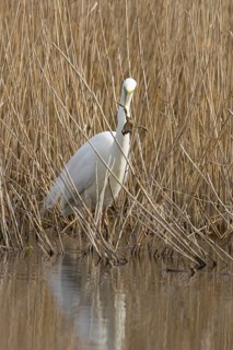 Great white egret (Ardea alba) adult bird in water on the edge of a reedbed with a frog for food in