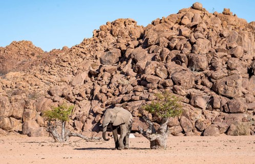 African elephant (Loxodonta africana), desert elephant, near the Hoanib River, Damaraland, Kunene