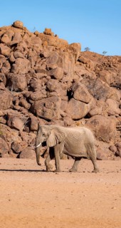 African elephant (Loxodonta africana), desert elephant, near the Hoanib River, Damaraland, Kunene