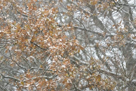 Oak (Quercus) with autumn leaves in dense snowfall, snow drift, North Sea, Norddeich, Lower Saxony,