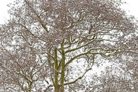 Deciduous trees, alders (Alnus) covered with snow, North Sea, Norddeich, Lower Saxony, Germany