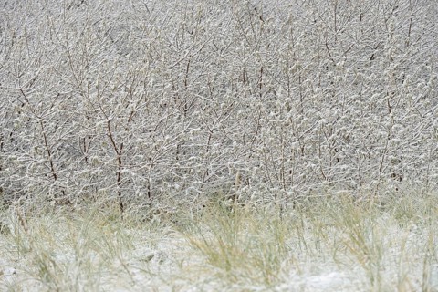 Winter day, onset of winter, snow lies on the bushes in the dune landscape of Norddeich, North Sea,