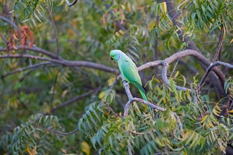 Collared Parakeet (Psittacula krameri), Luni, Rajasthan, India