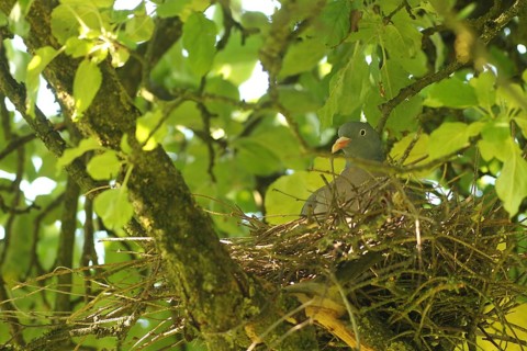 Wood pigeon (Columba palumbus) in a nest in an apple tree, Allgäu, Bavaria, Germany, Allgäu,