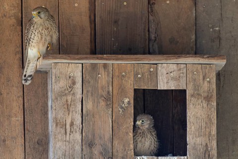 Kestrel (Falco tinnunculus) female and young bird at the incubator, village in Münsterland, North