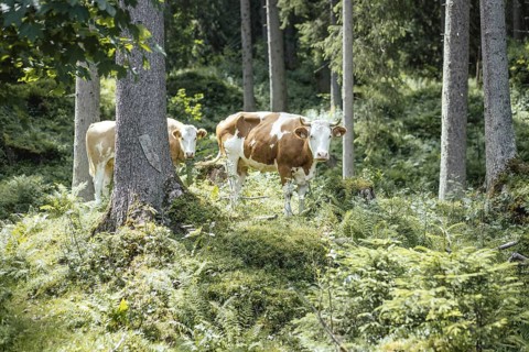 Cows (bovidae), Rauris, Pinzgau, Salzburg, Austria