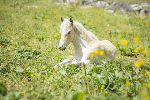 Foal, Rauris, Pinzgau, Salzburg, Austria