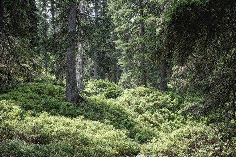 Fern ground (Polypodiopsida), Rauris primeval forest, Kolm Saigurn, Pinzgau, Salzburg, Austria