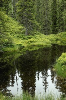 Blackwater pond, Rauris primeval forest, Kolm Saigurn, Pinzgau, Salzburg, Austria