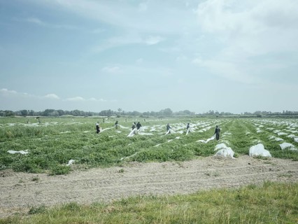 African labourers harvesting crops, Rhone Delta, Arles, Provence, France