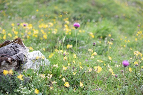 Alpine meadow, Seidlwinkl valley, Rauris, Pinzgau, Salzburg, Austria