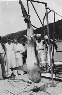 Sailors with a captured shark, presumably a tiger shark (Galeocerdo cuvier) . 1930s, location
