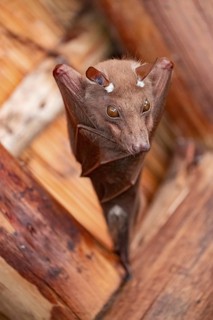 Funny bat, looks angry, conspiratorial, Kruger National Park, South Africa