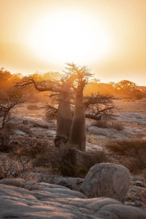 Sunset, African baobab or baobab tree (Adansonia digitata), Dry landscape, Kubu Island (Lekubu),