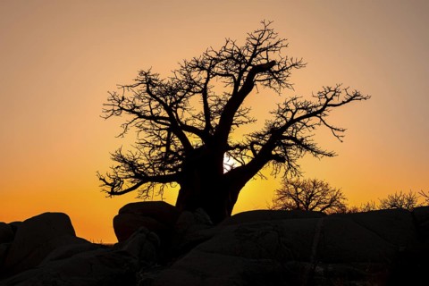 Sunset, African baobab or baobab tree (Adansonia digitata), Dry landscape, Kubu Island (Lekubu),